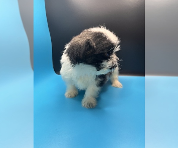 Medium Photo #5 Maltipoo-Shih Tzu Mix Puppy For Sale in SAINT AUGUSTINE, FL, USA