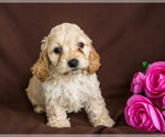 Small Photo #1 Cocker Spaniel-Poodle (Miniature) Mix Puppy For Sale in WAKARUSA, IN, USA