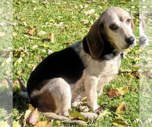 Beagle Dogs for adoption in Batavia, OH, USA
