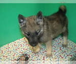 Small Photo #6 Norwegian Elkhound Puppy For Sale in PATERSON, NJ, USA