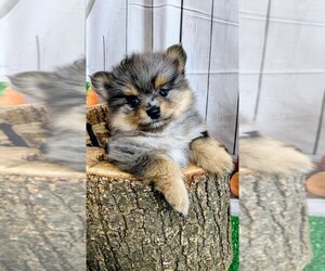 Pomeranian Puppy for sale in HAMMOND, IN, USA