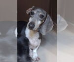 Small #1 Dachshund