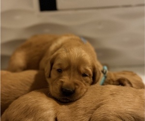 Golden Retriever Puppy for sale in SACRAMENTO, CA, USA