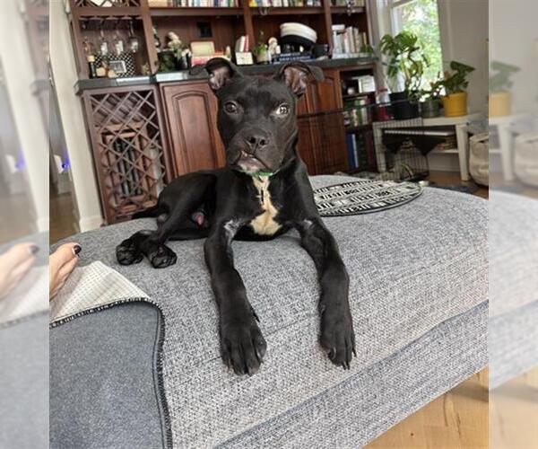 Medium Photo #1 Mutt Puppy For Sale in Denver, CO, USA