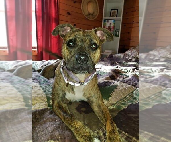 Medium Photo #2 Boxer-Unknown Mix Puppy For Sale in New York, NY, USA