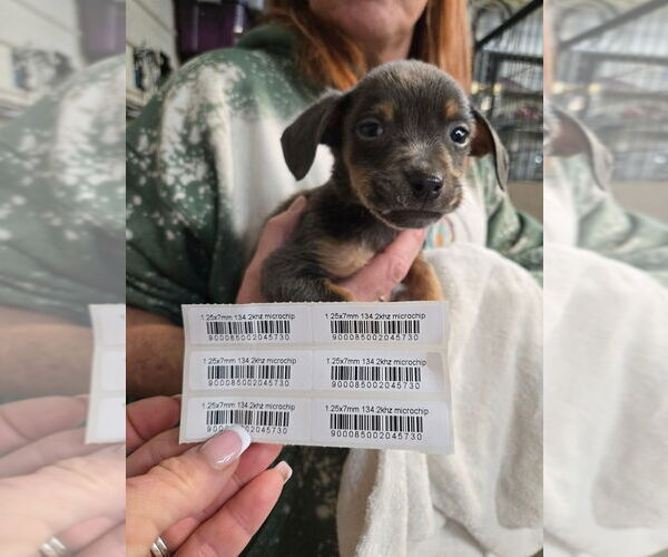 Medium Photo #4 Mutt Puppy For Sale in Foristell, MO, USA