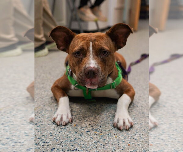 Medium Photo #13 American Staffordshire Terrier Puppy For Sale in Sayreville, NJ, NJ, USA