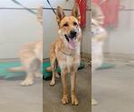 Small German Shepherd Dog