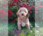 Small Photo #3 Goldendoodle (Miniature) Puppy For Sale in SHIPSHEWANA, IN, USA