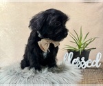 Small #6 YorkiePoo