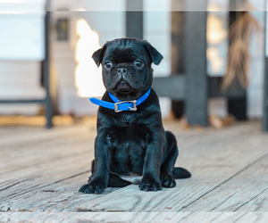 Jug-Pug Mix Puppy for Sale in LIBERTY, Kentucky USA