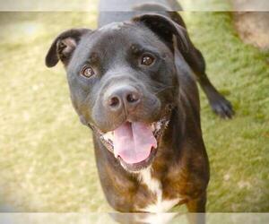 American Staffordshire Terrier-Labrador Retriever Mix Dogs for adoption in Tallahassee, FL, USA