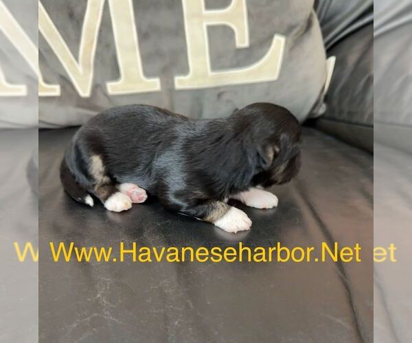 Medium Photo #3 Havanese Puppy For Sale in MBORO, TN, USA