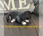 Small #2 Havanese
