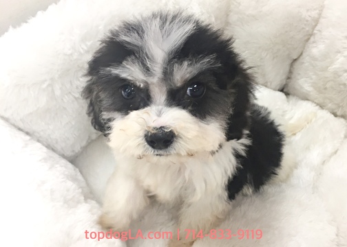 Medium Photo #1 Shih-Poo Puppy For Sale in LA MIRADA, CA, USA