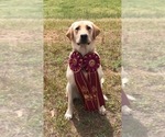 Small Photo #8 Labrador Retriever Puppy For Sale in LEESBURG, GA, USA