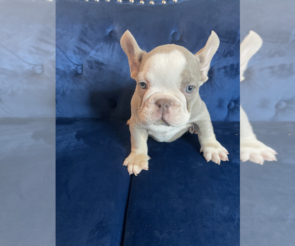 Medium Photo #21 French Bulldog Puppy For Sale in TAMPA, FL, USA