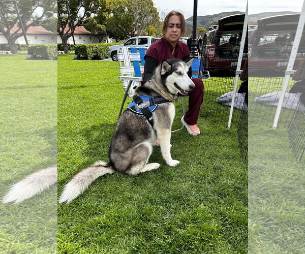 Medium Photo #3 Alusky Puppy For Sale in Lake Elsinore, CA, USA
