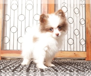 Pomeranian Puppy for sale in NAPLES, FL, USA