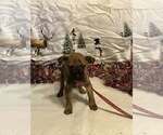 Small #4 Boxer Mix