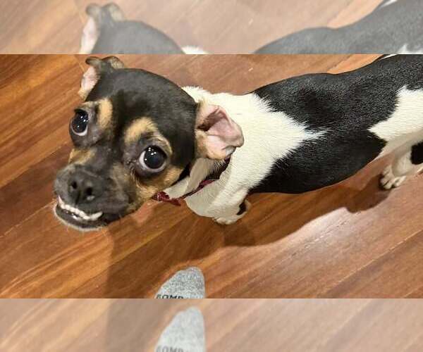 Medium Photo #4 Daug Puppy For Sale in Mundelein, IL, USA