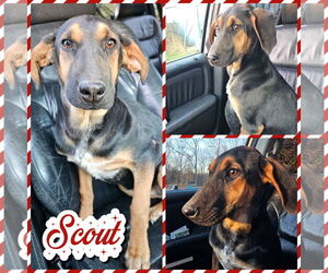 Black and Tan Coonhound-Unknown Mix Dogs for adoption in Blacksburg, SC, USA