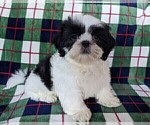 Small Photo #3 Shih Tzu Puppy For Sale in BRIDGEWATER, VA, USA