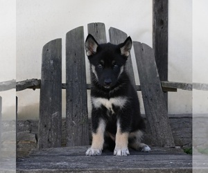 German Shepherd Dog-Siberian Husky Mix Puppy for sale in PERRYSVILLE, OH, USA