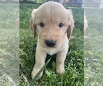 Small Photo #4 Golden Retriever Puppy For Sale in GASTONIA, NC, USA