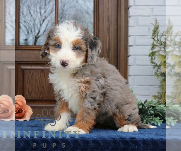 Medium Photo #4 Bernedoodle (Miniature) (+ Poodle Miniature) Puppy For Sale in NARVON, PA, USA