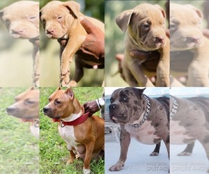 American Pit Bull Terrier Puppy for sale in SANFORD, FL, USA