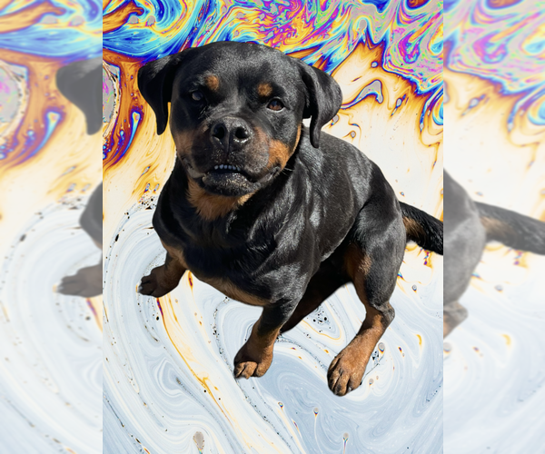 Medium Photo #3 Rottweiler Puppy For Sale in Gilbert, AZ, USA