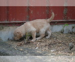 Small Photo #27 Golden Retriever Puppy For Sale in GREENWOOD, WI, USA