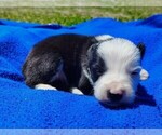 Small Photo #44 Border Collie Puppy For Sale in NORBORNE, MO, USA