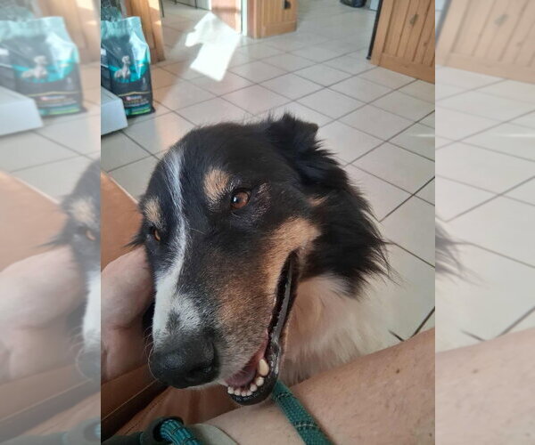 Medium Photo #2 Collie Puppy For Sale in Bullard, TX, USA