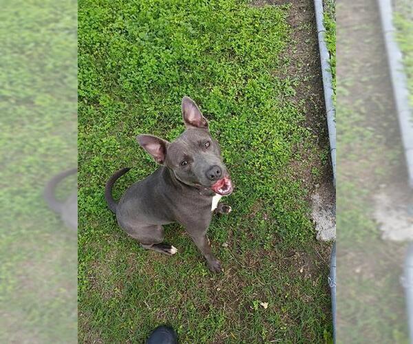 Medium Photo #1 American Pit Bull Terrier-Unknown Mix Puppy For Sale in Corpus Christi, TX, USA