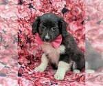 Small Photo #3 Cockapoo-Shetland Sheepdog Mix Puppy For Sale in COCHRANVILLE, PA, USA