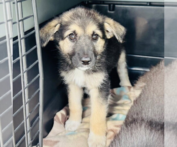 Medium Photo #2 German Shepherd Dog-Unknown Mix Puppy For Sale in Claremore, OK, USA