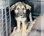 Small #1 German Shepherd Dog Mix