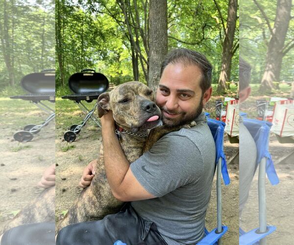 Medium Photo #15 American Pit Bull Terrier-Unknown Mix Puppy For Sale in Landenberg, PA, USA