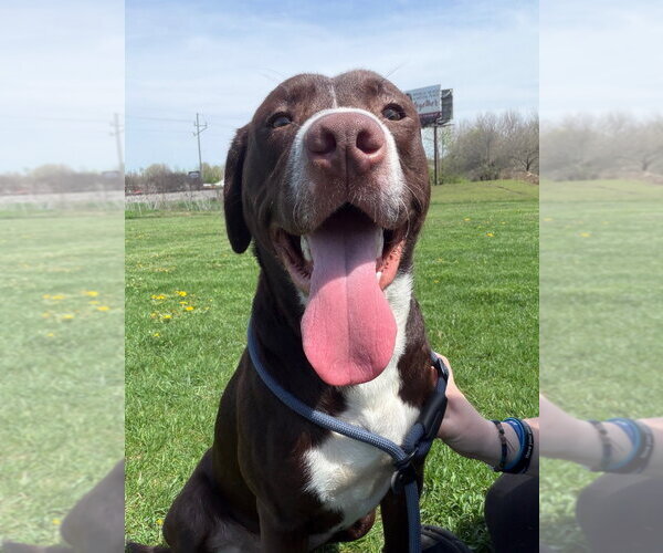 Medium Photo #3 Boxador Puppy For Sale in Pierceton , IN, USA