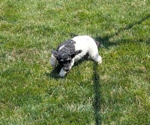 Mother of the Poodle (Toy) puppies born on 06/30/2025