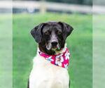 Small #14 Border Collie Mix