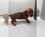 Small Photo #3 Dachshund Puppy For Sale in SAINT AUGUSTINE, FL, USA