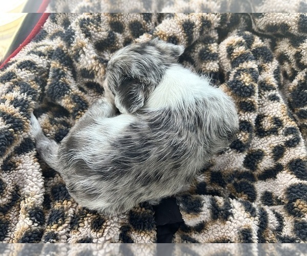 Medium Photo #7 Scottish Terrier Puppy For Sale in BUSH, LA, USA