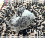 Small #6 Scottish Terrier