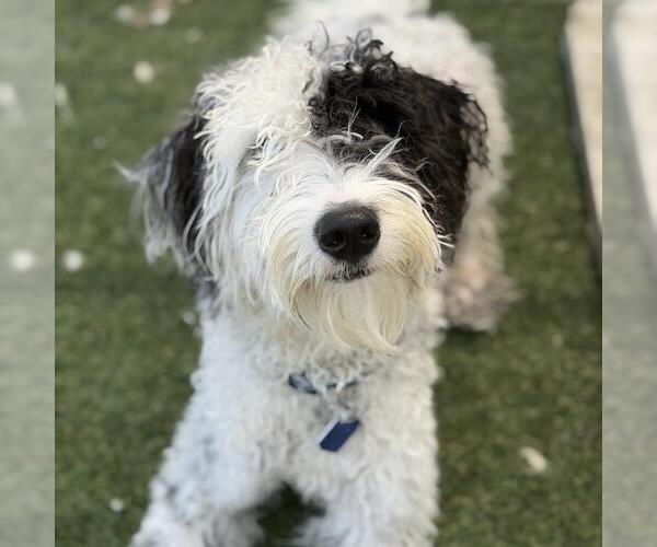 Medium Photo #2 Goldendoodle (Miniature) Puppy For Sale in San Diego, CA, USA