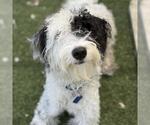 Small #1 Goldendoodle (Miniature)