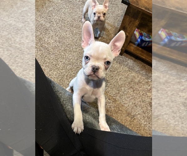 Medium Photo #1 French Bulldog Puppy For Sale in WEST DEPTFORD, NJ, USA