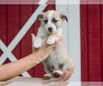 Small #3 Pembroke Welsh Corgi
